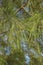 Closeup and selective focus image of casuarina plant leaves