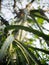 Closeup selective focus photo of long creeping plant look like a type of cactus, Dragon Fruit tree