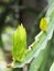 Closeup selective focus photo of long creeping plant look like a type of cactus, Dragon Fruit tree