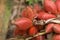 Closeup and Selective Focus of salacca,salak plant,fruit on tree