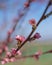 Closeup selective focus shot of an amazing cherry blossom under sunlights