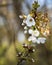 Closeup selective focus shot of an amazing cherry blossom under sunlights