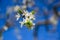 Closeup selective focus shot of an amazing cherry blossom under sunlights