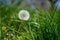 Closeup selective focus shot of an amazing common dandelion under sunlight