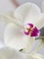Closeup selective focus shot of a beautiful Phalaenopsis Blume flower