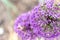 Closeup selective focus shot of blooming Star of Persia flowers