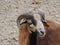 Closeup selective focus shot of a brown feral goat in the middle of a field