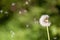 Closeup selective focus shot of a cute Dandelion flowering plant