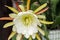 Closeup selective focus shot of an Epiphyllum crenatum cactus growing in a room