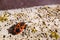Closeup selective focus shot of a firebug on the stone surface - perfect for background
