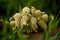 Closeup selective focus shot of a Fritillaria imperialis flowering plant