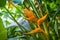 Closeup selective focus shot of Heliconia flowering plant in the middle of the garden