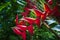 Closeup selective focus shot of Heliconia flowering plant in the middle of the garden