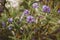 Closeup selective focus shot of a nightshade flower