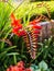 Closeup selective focus shot of orange Heliconia in the middle of a garden