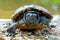 Closeup selective focus shot of a red-eared slider