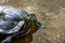 Closeup selective focus shot of a red-eared slider