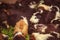 Closeup, selective focus on white, red brown guinea pigs eating morning green glory vegetable pet food. The domestic guinea pig