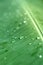 Closeup selective soft focus rain drop on green banana leaf s