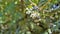 Closeup of semi ripe fruits of Mahonia bealei also known as Beales barberry, leatherleaf mahonia or Oregon grape