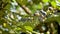 Closeup of semi ripe fruits of Mahonia bealei also known as Beales barberry, leatherleaf mahonia or Oregon grape