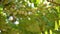 Closeup of semi ripe fruits of Mahonia bealei also known as Beales barberry, leatherleaf mahonia or Oregon grape