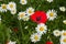 Closeup of a Semitic poppy (Papaver umbonatum) and common daisies (Bellis perennis) on a field