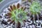 Closeup of Sempervivum Icicle Succulent