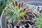 Closeup of Sempervivum Icicle Succulent