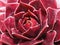 Closeup of a Sempervivum succulent plant, Red Beauty