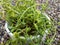 Closeup of a Senecio Peregrinus String of Dolphin or Dolphin plant in a white pot