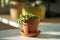 Closeup of Senecio rowleyanus houseplant in terracotta flower pot at home. String of pearls