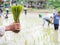 Closeup senior hand holding Rice-sheaf with blurry background of people growing rice in the rice-filed. asian agriculture concept