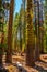 Closeup of sequoia majestic trees, the picturesque nature of Yosemite National Park