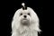 Closeup Serious White Maltese Dog Looking in Camera isolated Black
