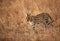 Closeup of Serval Wild Cat,  Masai Mara