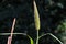 Closeup of Setaria growing in a field under the sunlight with a blurry background