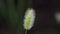 Closeup of Setaria viridis, green foxtail, green bristlegrass or wild foxtail millet