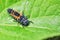 Closeup Seven-spot ladybird