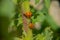 Closeup of seven-spot ladybirds on the plant stem blurred background