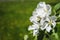 Closeup of several apple tree flowers with blurred field on background.