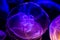 Closeup of Several Beautiful Moon Jellyfish Suspended in Water with a Soft Bioluminescence