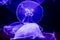 Closeup of Several Beautiful Moon Jellyfish Suspended in Water with a Soft Bioluminescence