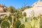 Closeup of several cactus plants