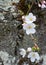 Closeup of several white flower blossoms on the trunk of a Japanese Yoshino cherry tree