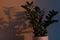 Closeup of the shadows of green plant in the pot on the wall gleaming under the sunset