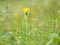 Closeup of a shaggy hawkweed in the Austrian Alps