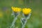 Closeup of a shaggy hawkweed in the Austrian Alps