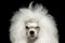 Closeup Shaggy Poodle Dog Squinting Looking in Camera, Isolated Black