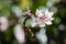 Closeup shallow focus of Daphne Perfume Princess flowering evergreen shrub with beautiful flowers